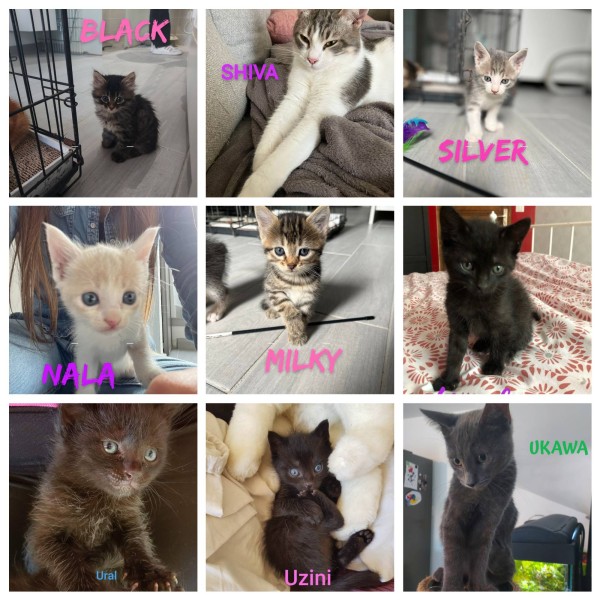 12 Octobre: La liste des chats adoptés s