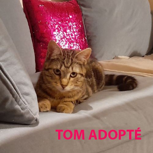 Dès sa première visite, Tom a su conquérir le cœur de ses futurs adoptants.