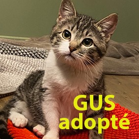 Et voila cest fait Adopté
Gus a changé de famille d'accueil. Sa nouvelle famille l'adoptera sans aucun doute prochainement.
